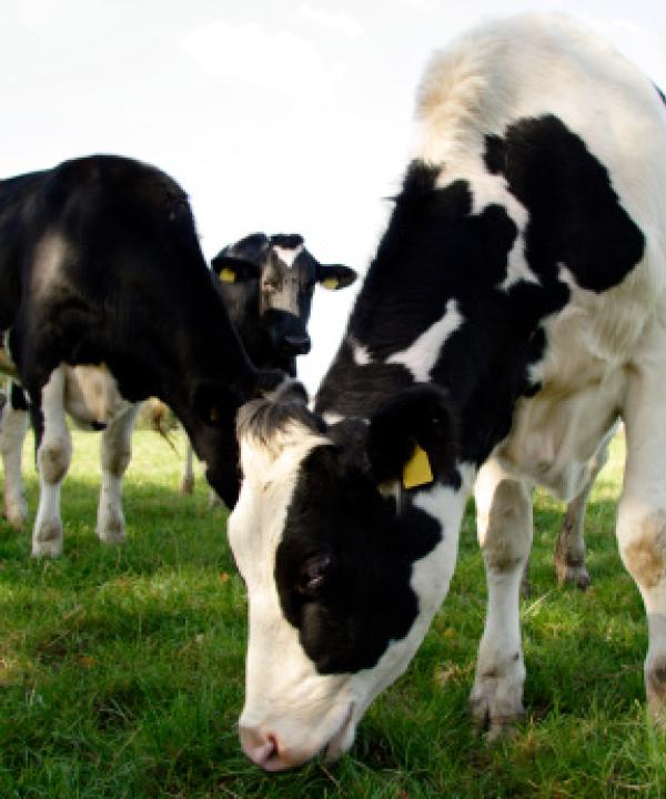Dairy